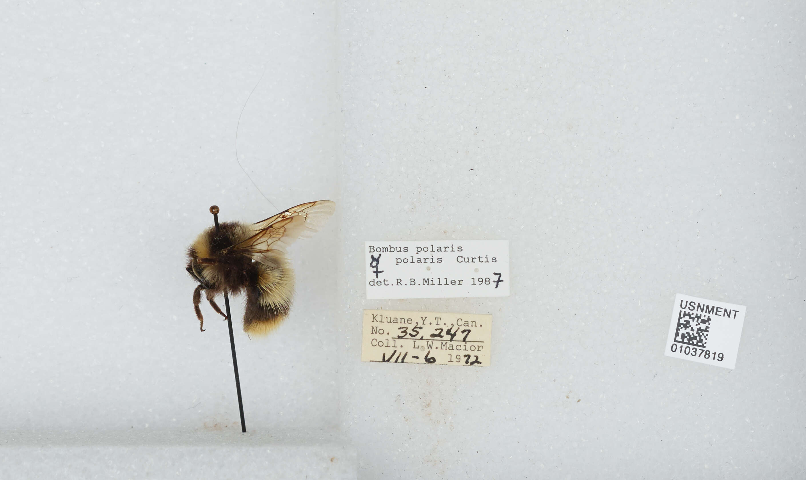 Image of Polar Bumble Bee