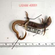Image of Bolivian Lightbulb Lizard