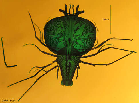 Image of Acantharctus Holthuis 2002