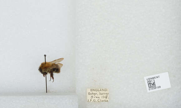 Image of Common carder bumblebee