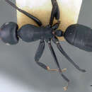 Plancia ëd Camponotus vitiensis Mann 1921