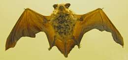 صورة الخفاش الشائع