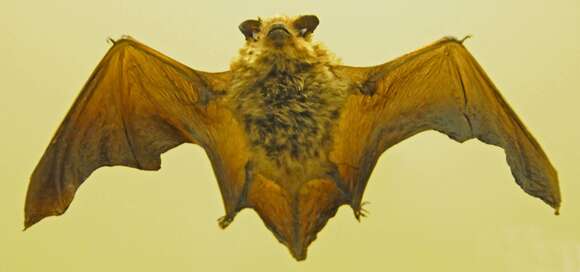 Image of pipistrelle, common pipistrelle