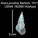 Image of Alaba jeanettae Bartsch 1910