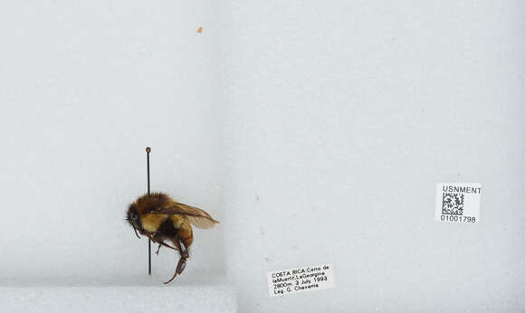 Image of Bombus ephippiatus Say 1837