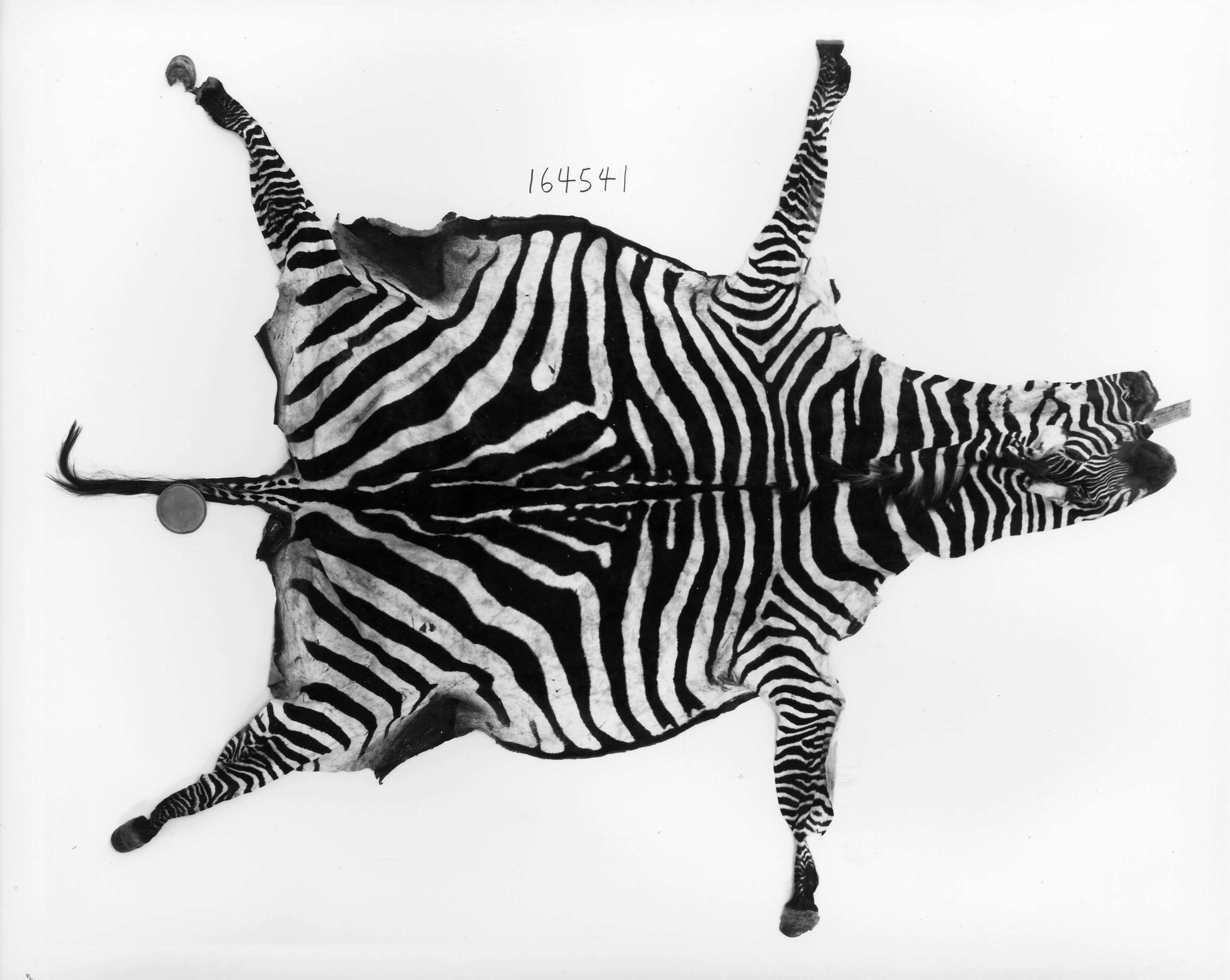 Image of Grant's zebra