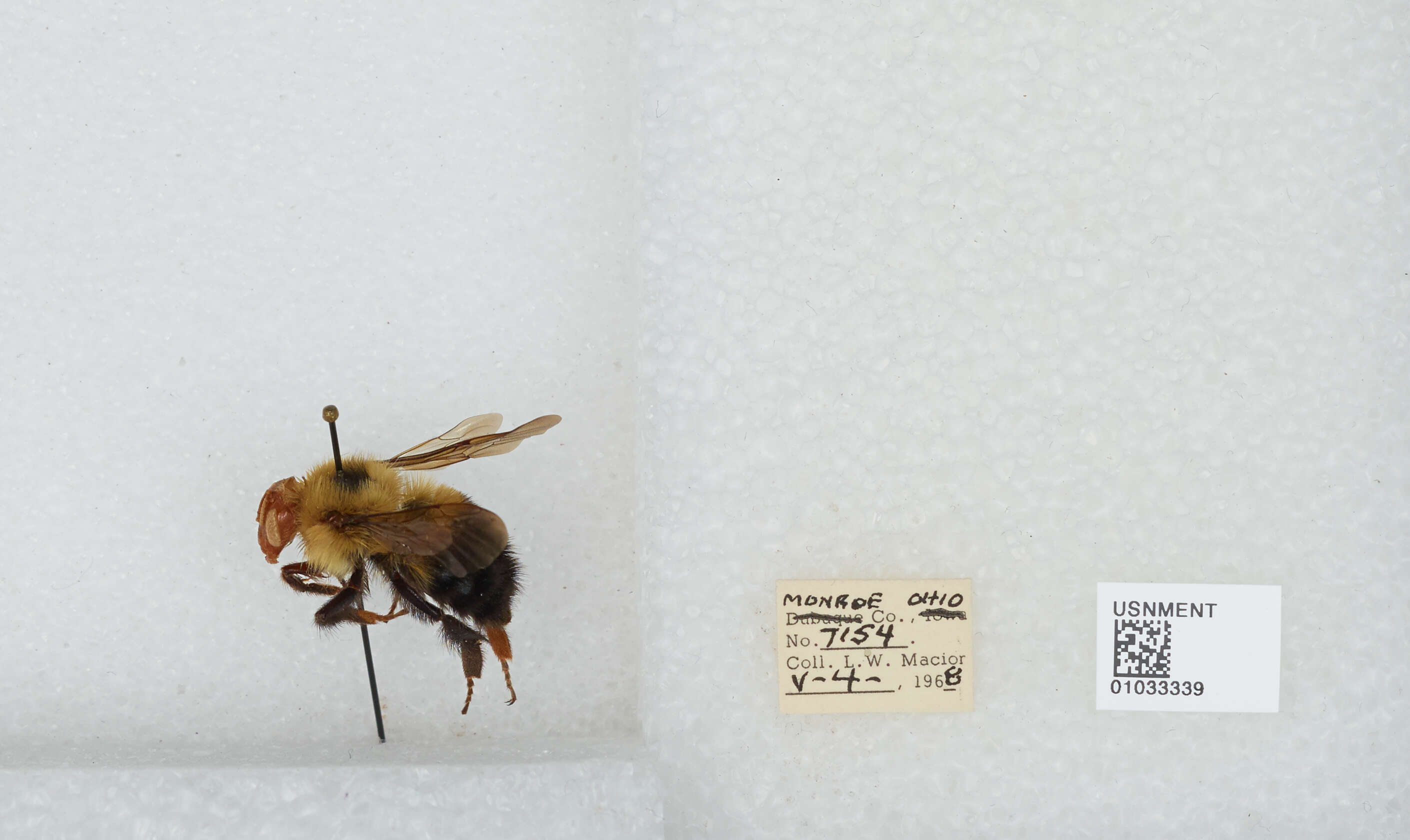 Image of Bombus vagans vagans Smith 1854