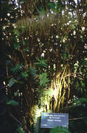 Image of hedge bamboo