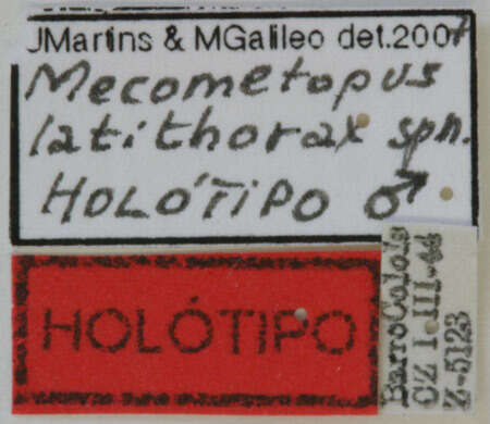Image of Pirangoclytus latithorax (Martins & Galileo 2008)