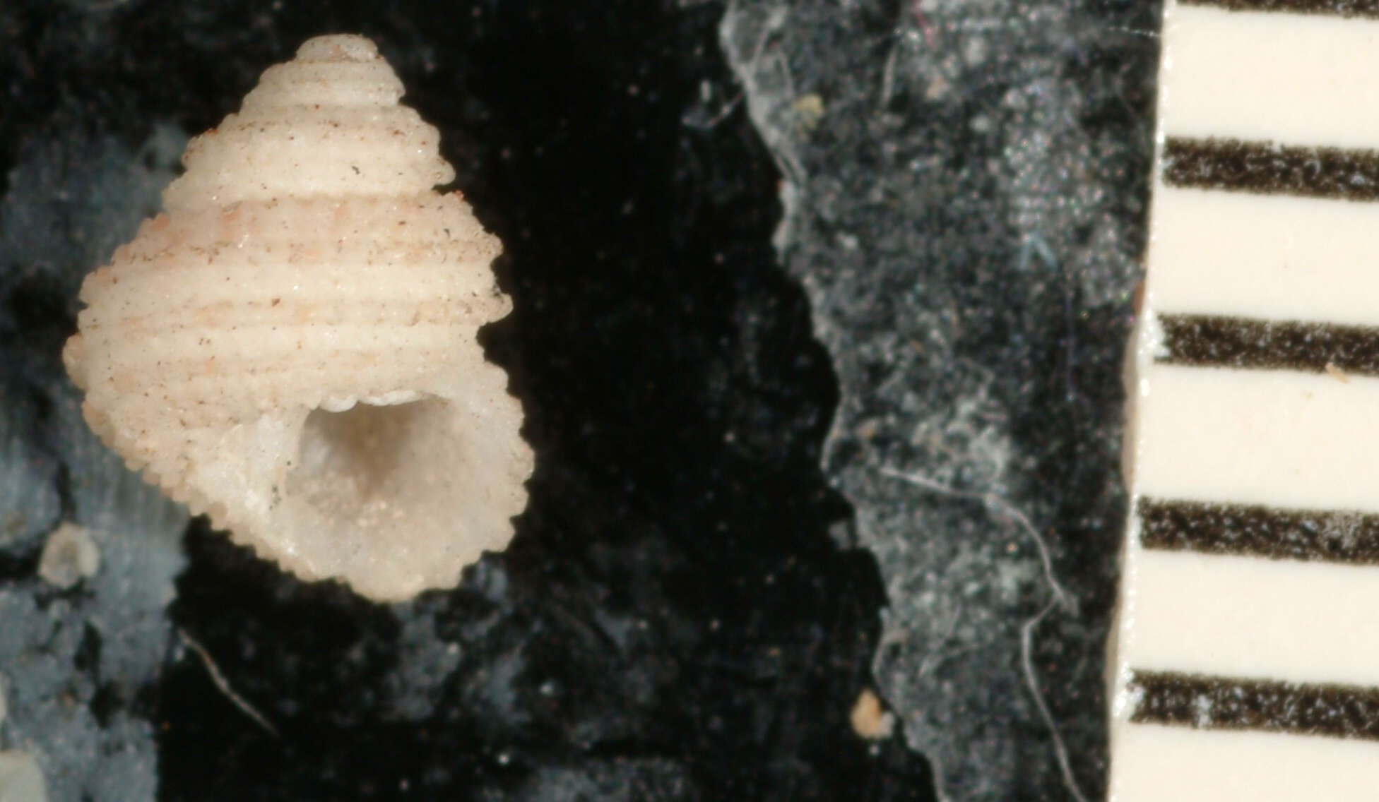 Image of Herpetopoma verruca (Gould 1861)