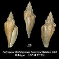 Image of Fulgoraria humerosa Rehder 1969