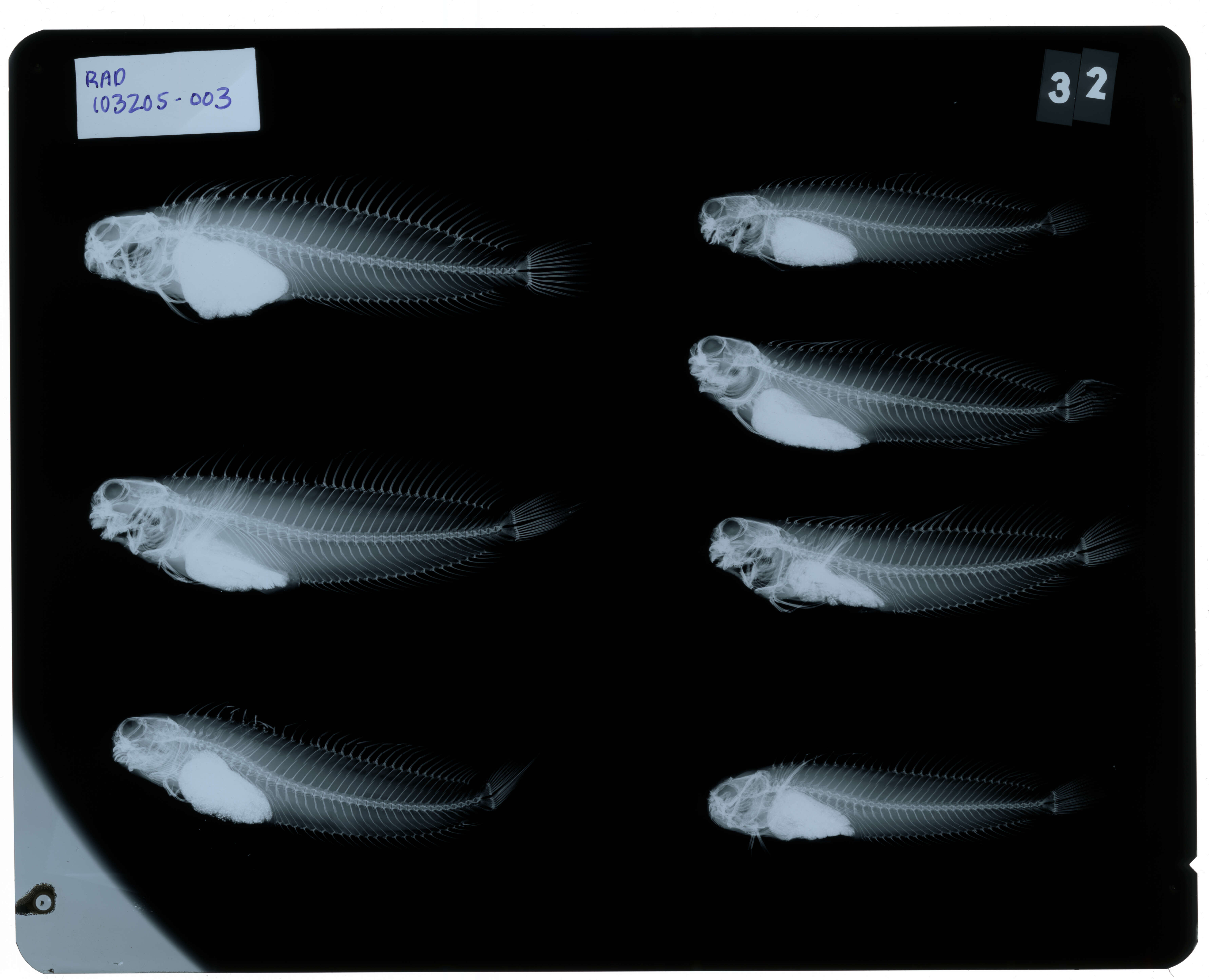 Image of Istiblennius edentulus (Forster & Schneider 1801)