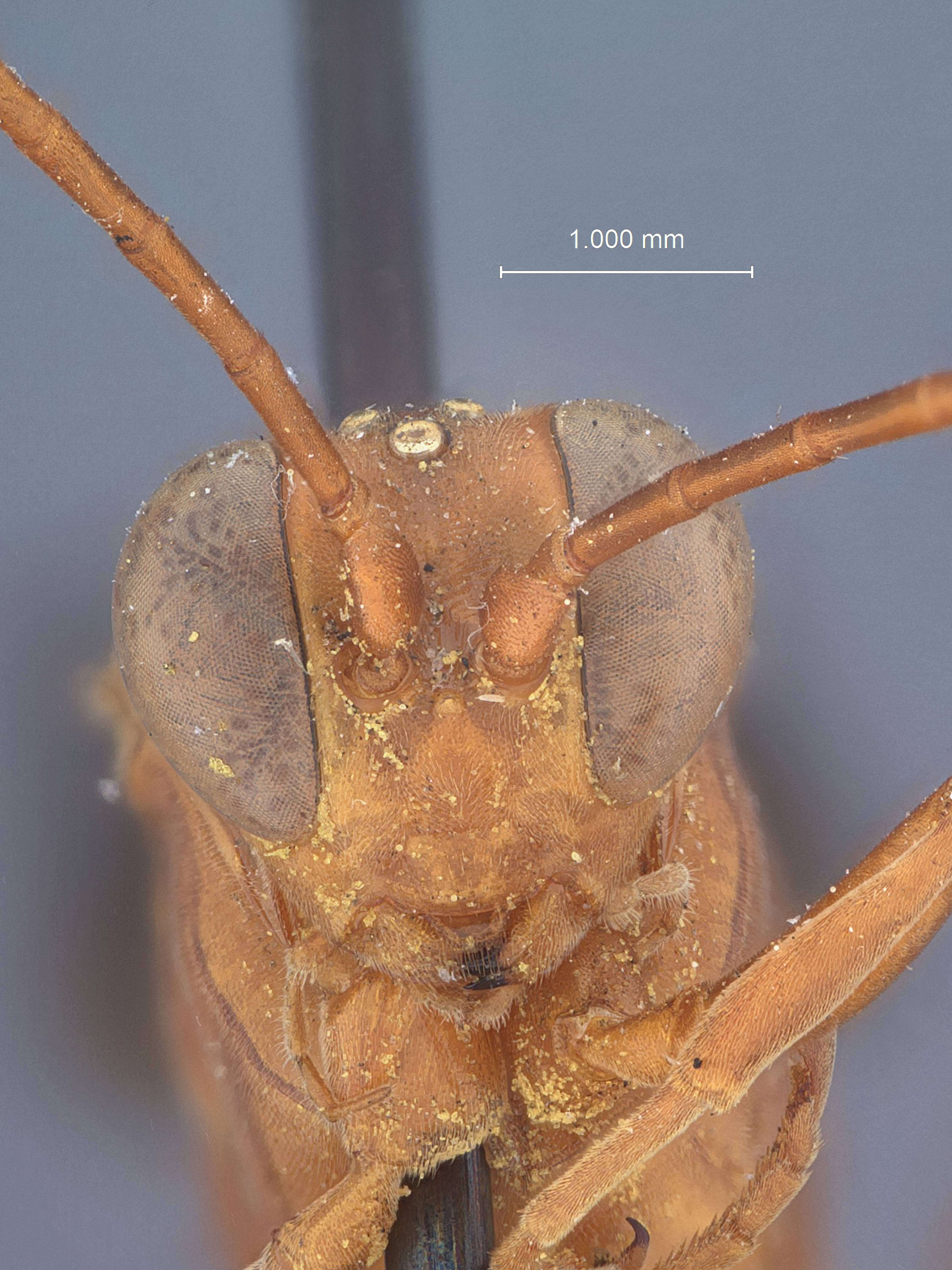 Image of Lanugo brunnipennis Townes 1962