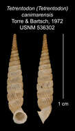 Image of Tetrentodon canimarensis C. de la Torre & Bartsch 1972