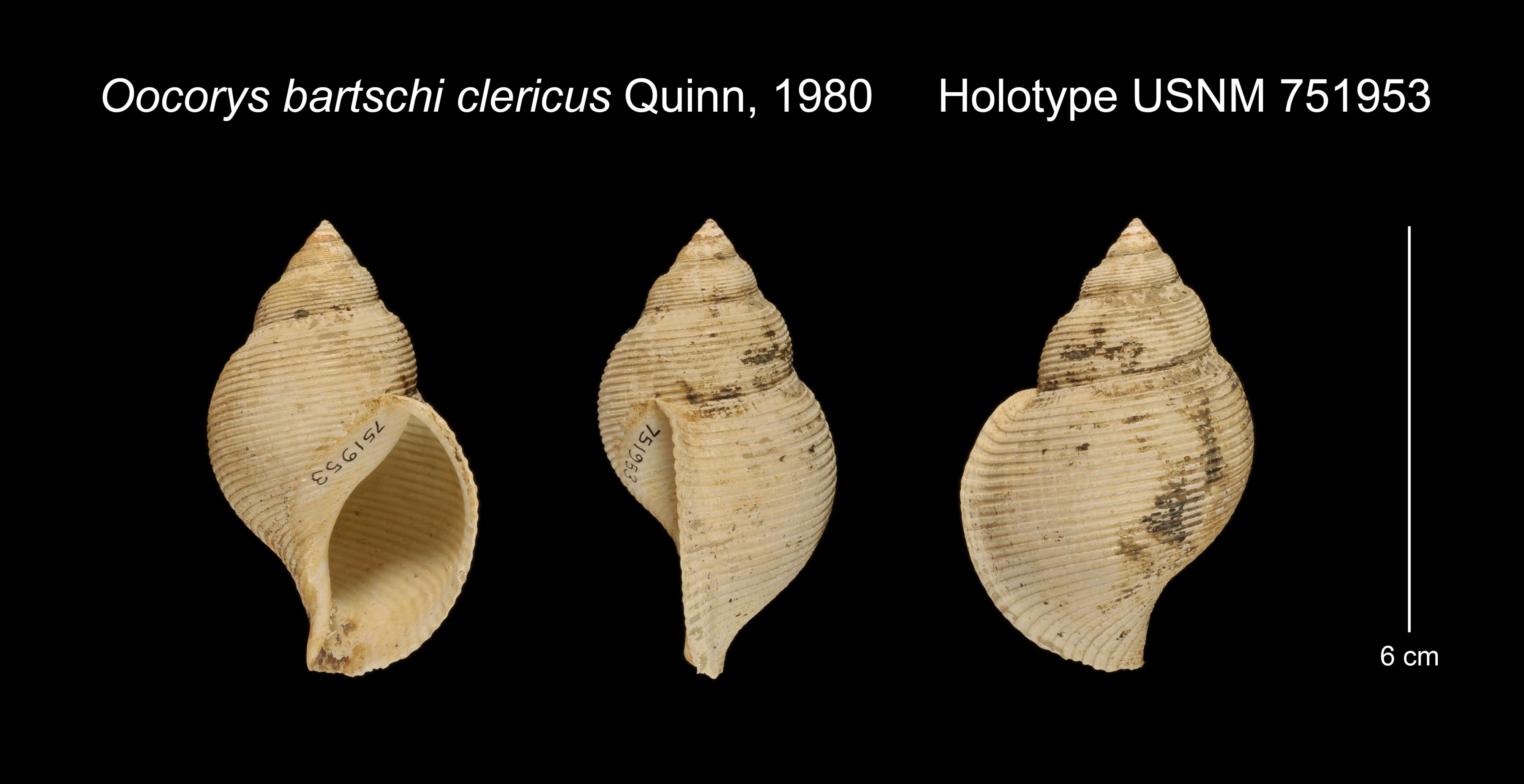 Image of Oocorys clericus Quinn 1980