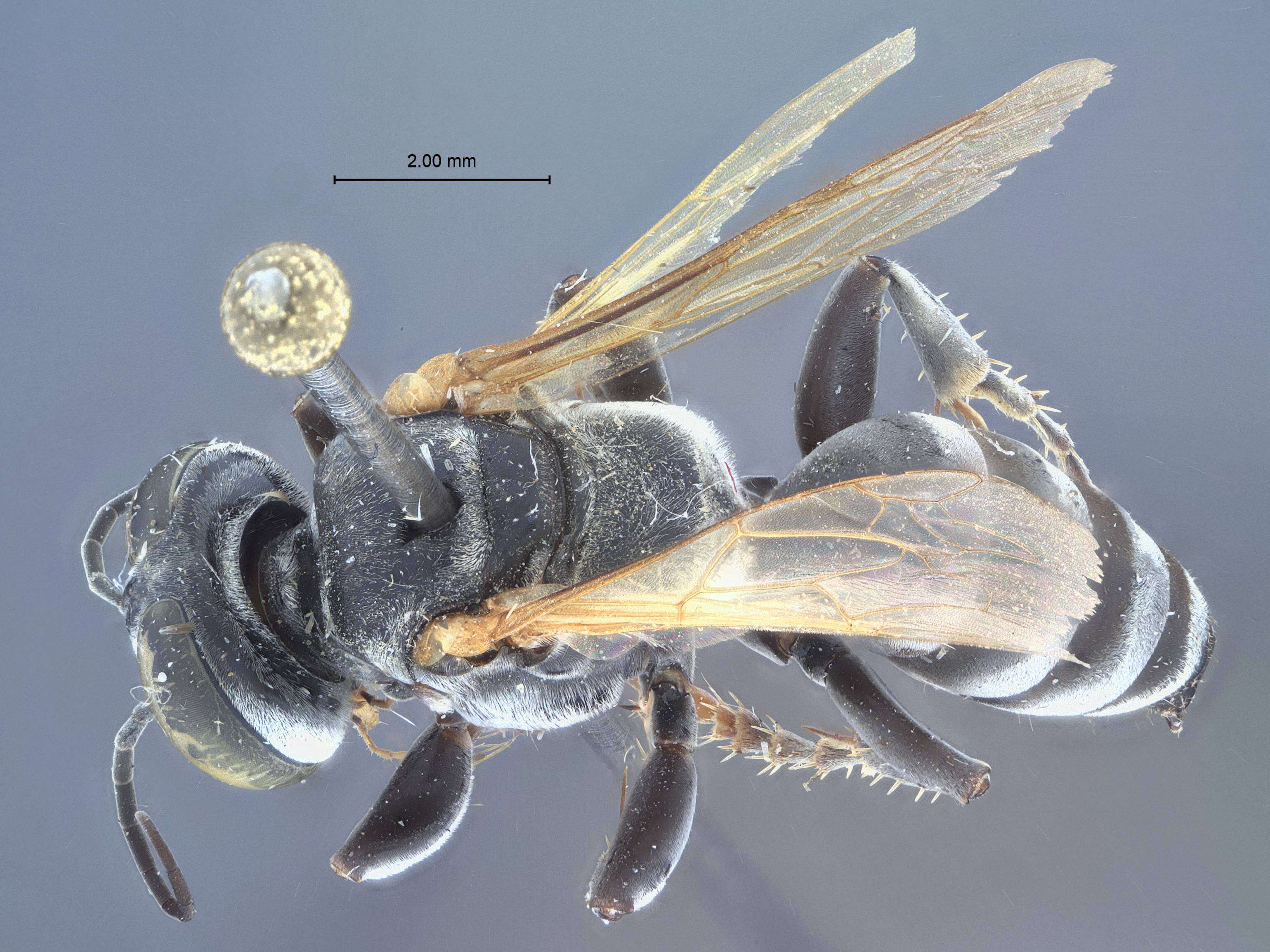 Image of Tachysphex eucharistus Pulawski ex Krombein & Pulawski 1994