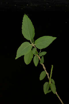 Acalypha flagellata Millsp.的圖片