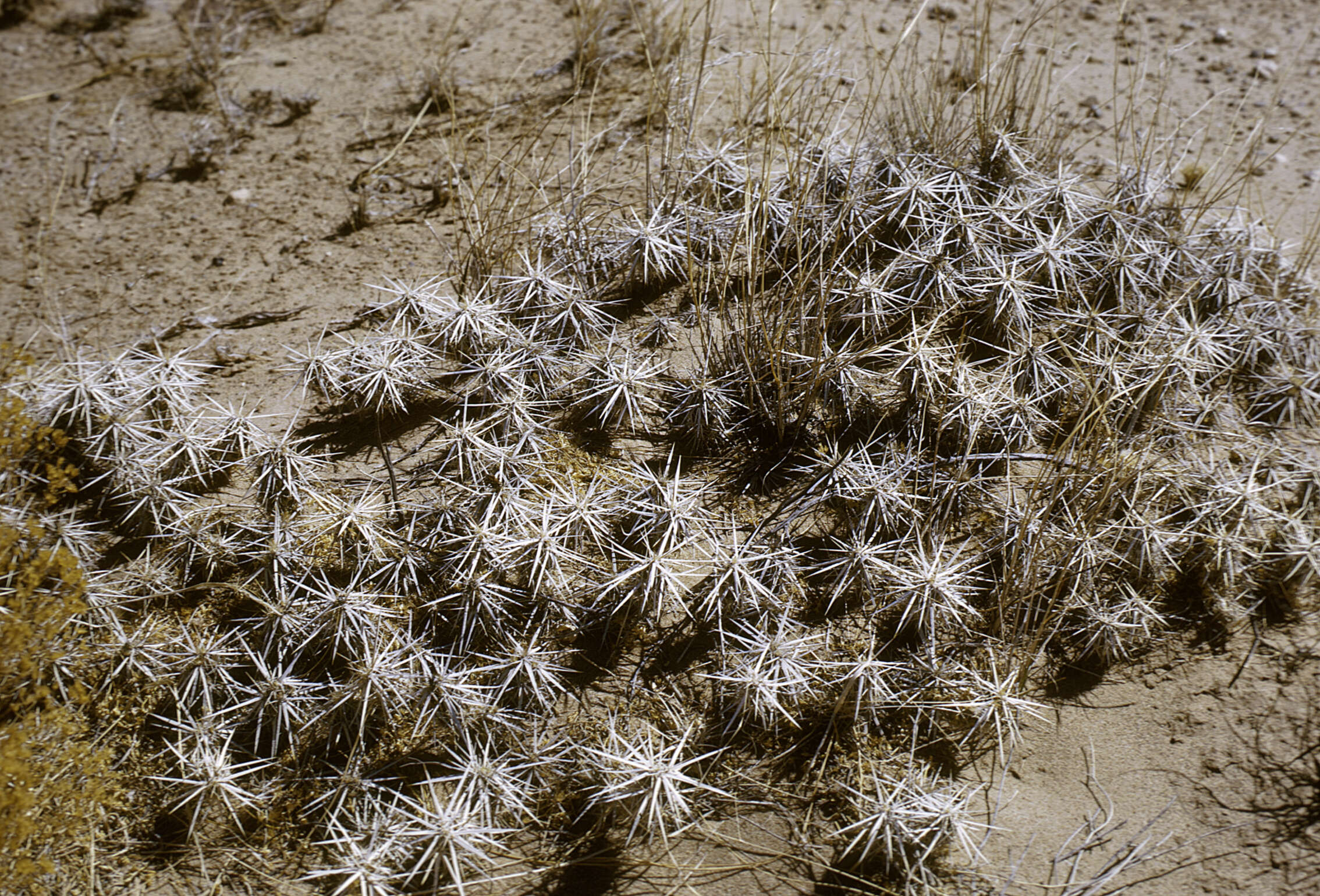 Image of Cactaceae