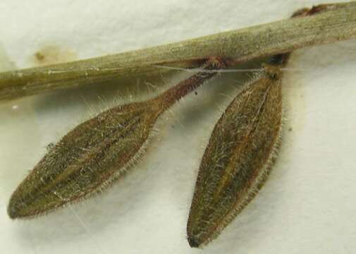 Oenothera filipes (Spach) W. L. Wagner & Hoch resmi