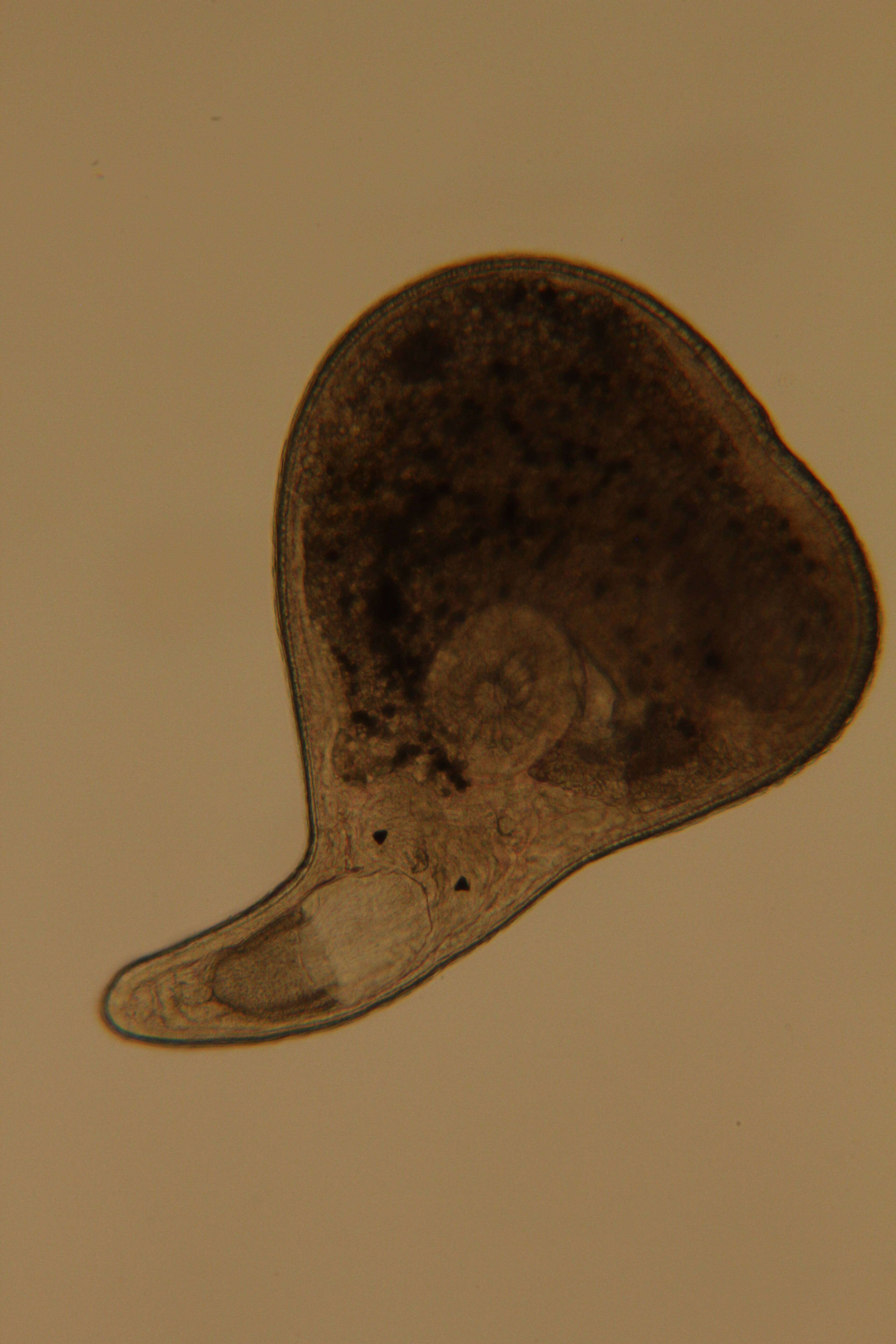 Image of Rhabdocoela