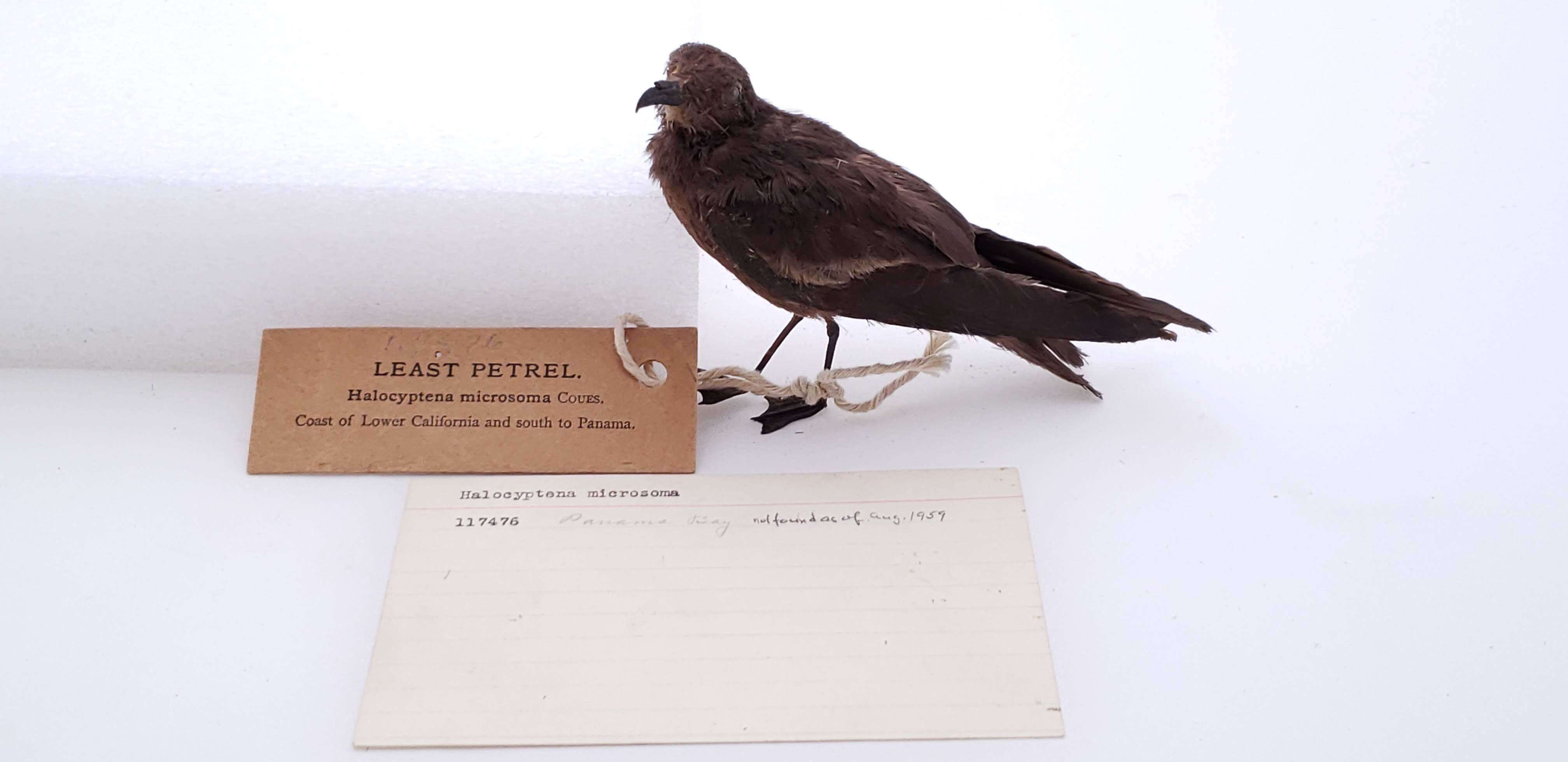 Image of Least Storm Petrel