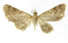 Image of Eupithecia cariosa Schaus 1913