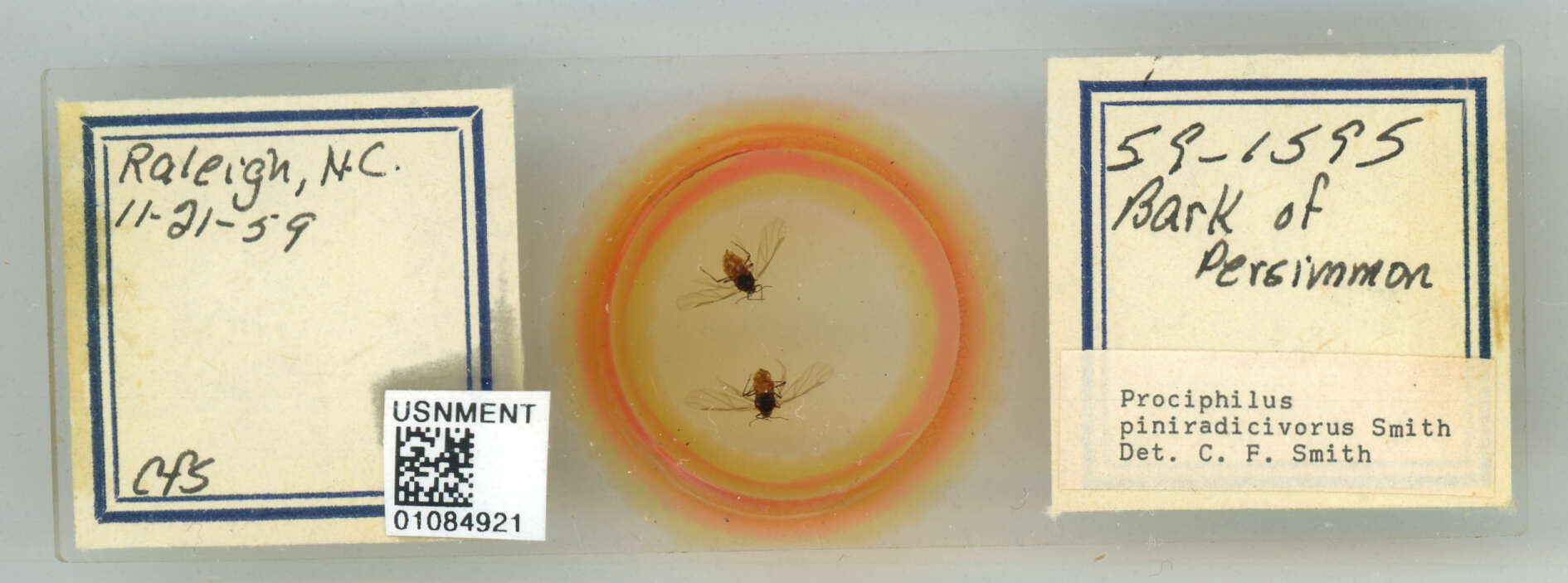 Image of Prociphilus (Prociphilus) piniradicivorus Smith & C. F. 1969