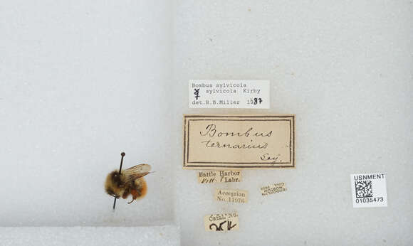 Image de Bombus sylvicola Kirby 1837