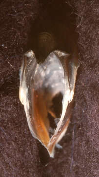 Image of Atlantic bird squid