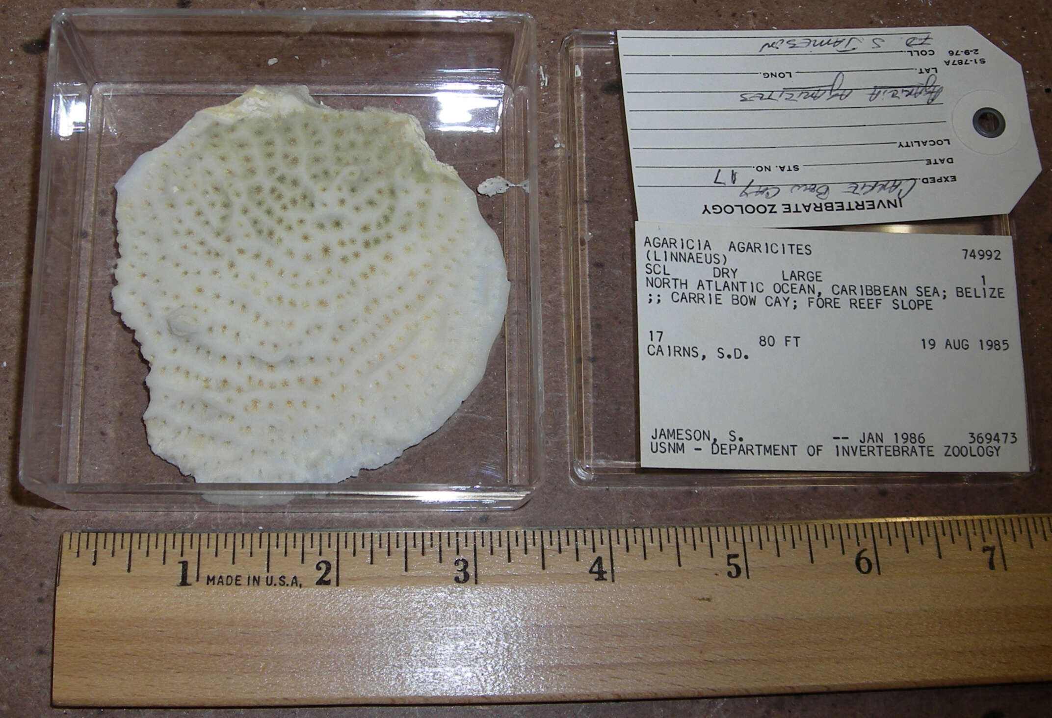 Image of Tube Coral