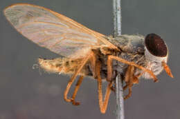 Image de Tabanus thoracicus Hine 1900