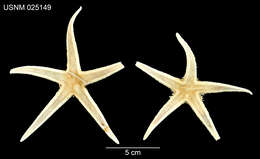 Image of Astropecten americanus (Verrill 1880)