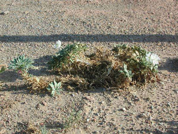 Oenothera cespitosa subsp. navajoensis W. L. Wagner, R. E. Stockhouse & W. M. Klein resmi