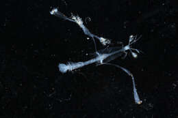 Image of Squillidae