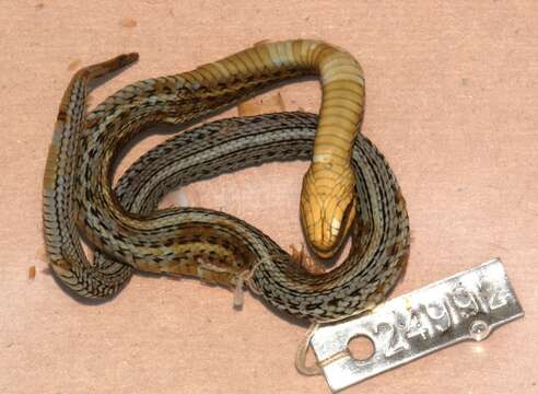 Image of Thamnophis eques eques (Reuss 1834)