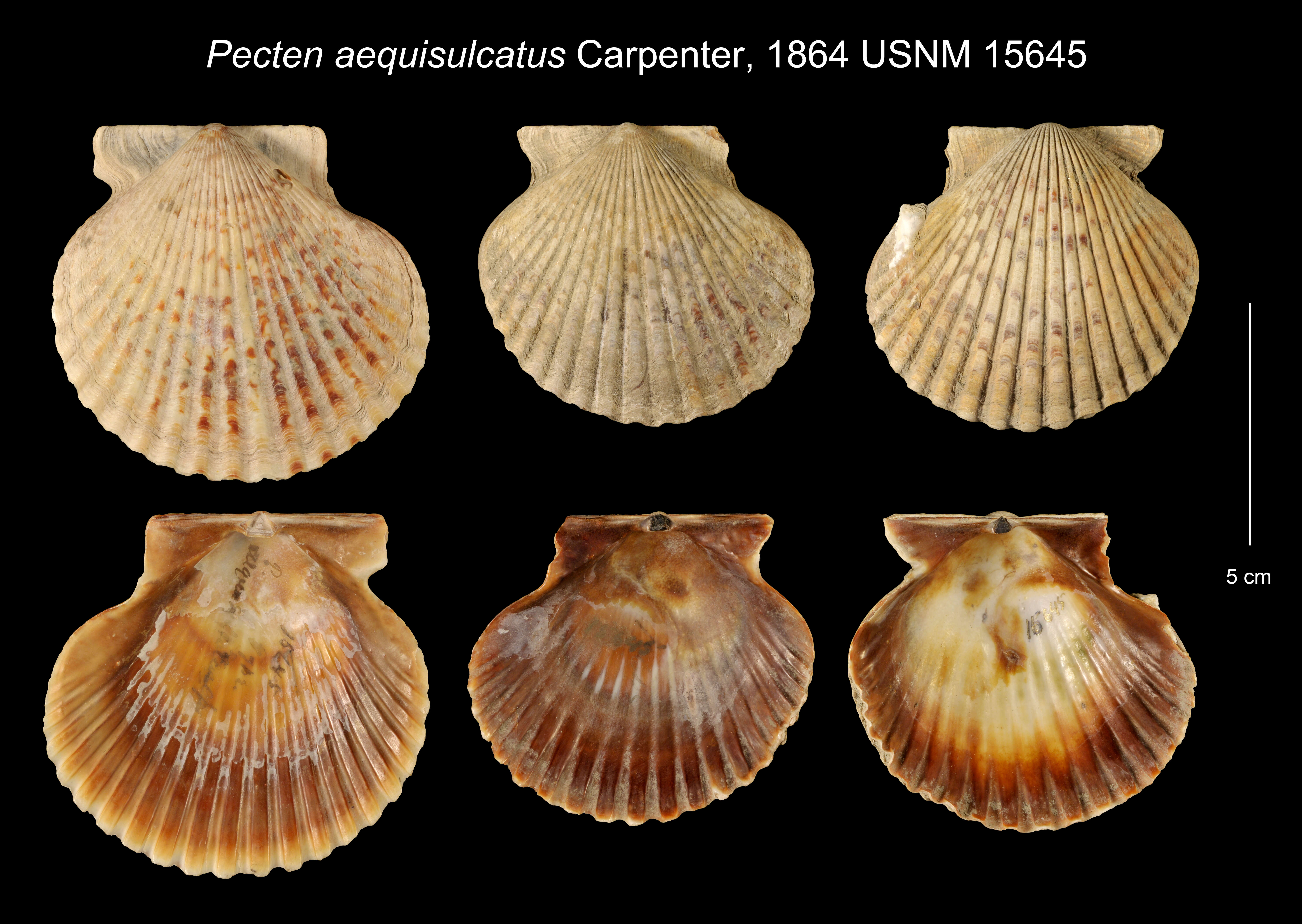 Image of Catarina scallop