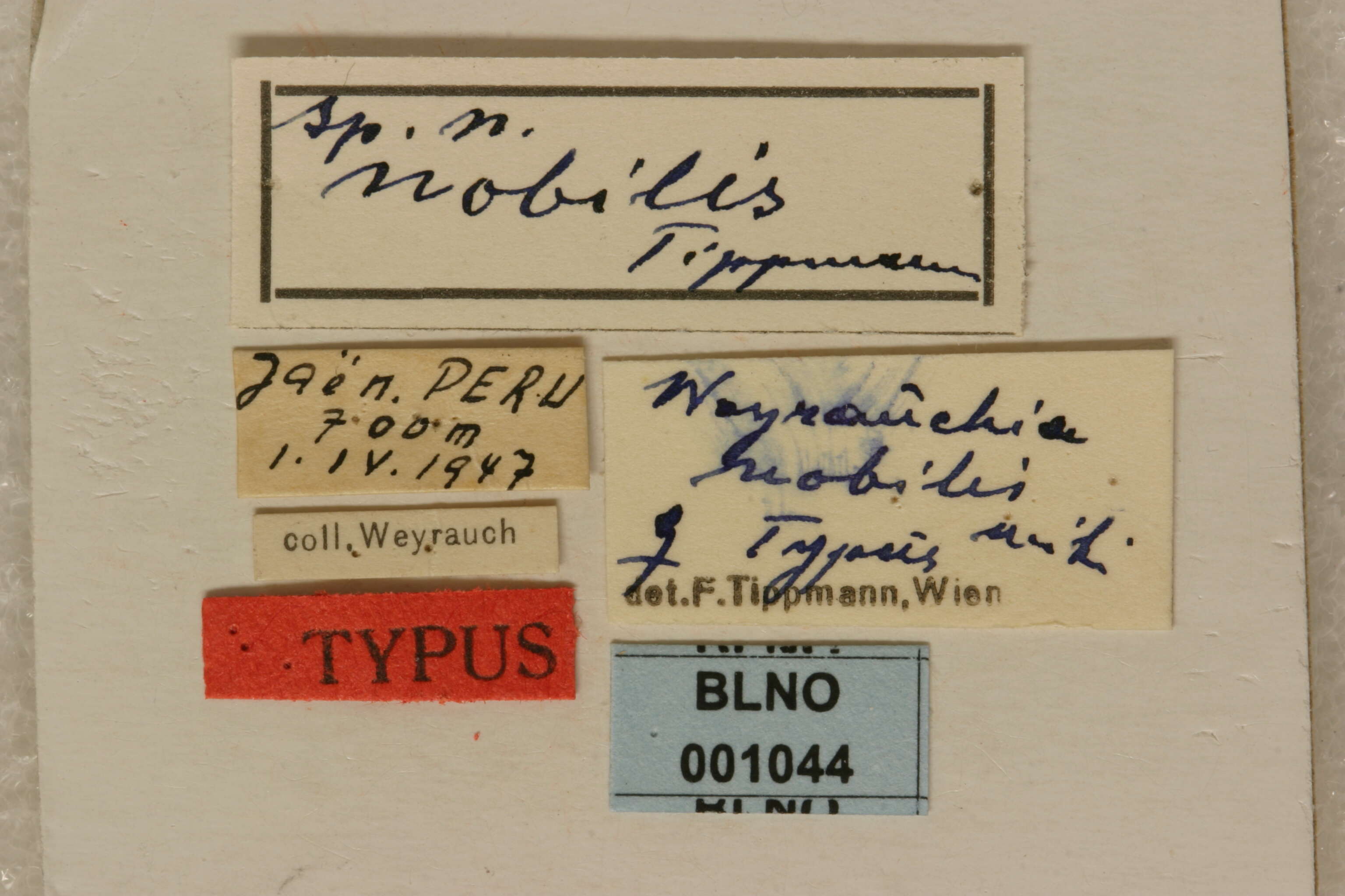 Image of Weyrauchia nobilis Tippmann 1960
