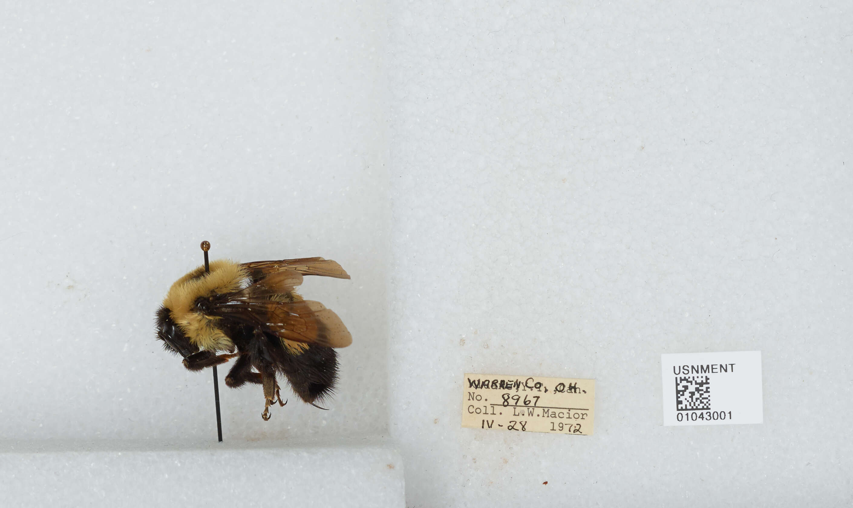 Слика од Bombus affinis Cresson 1864