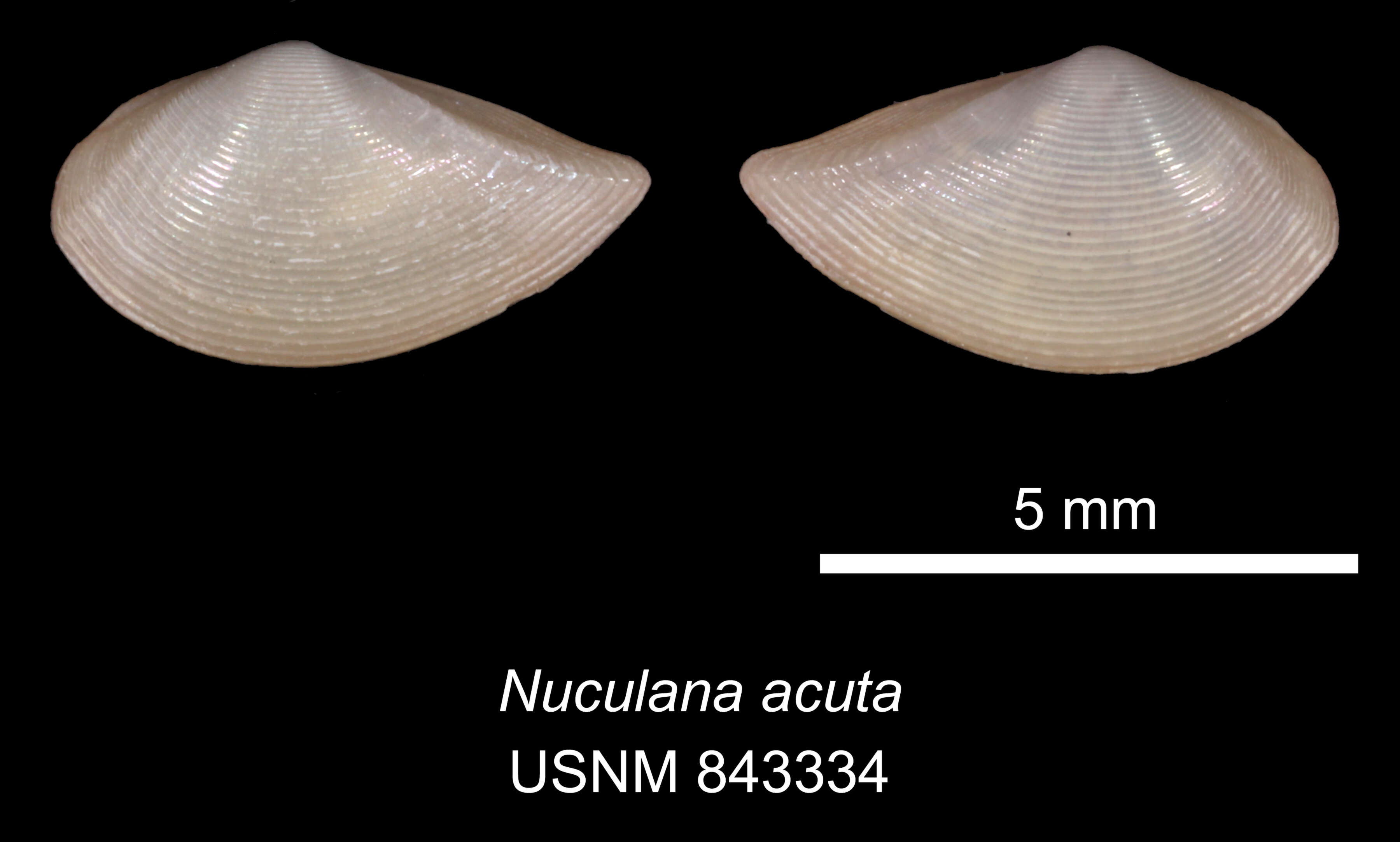 Image of pointed nut clam