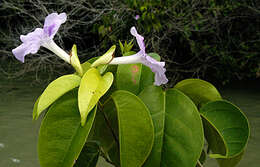 Image de Bignonia corymbosa (Vent.) L. G. Lohmann