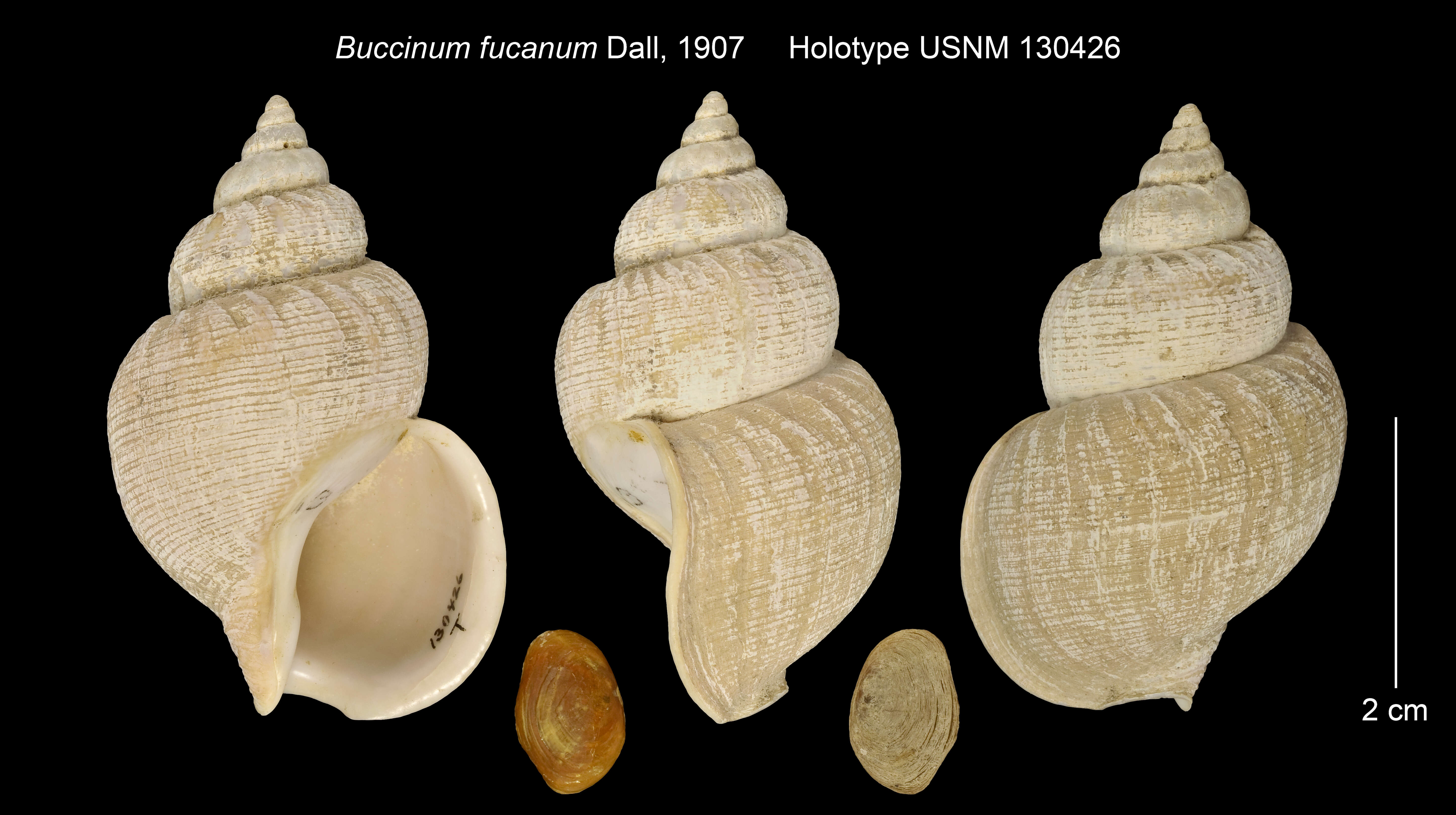 Image of <i>Buccinum fucanum</i>