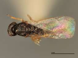 Image of Neomphaloidella