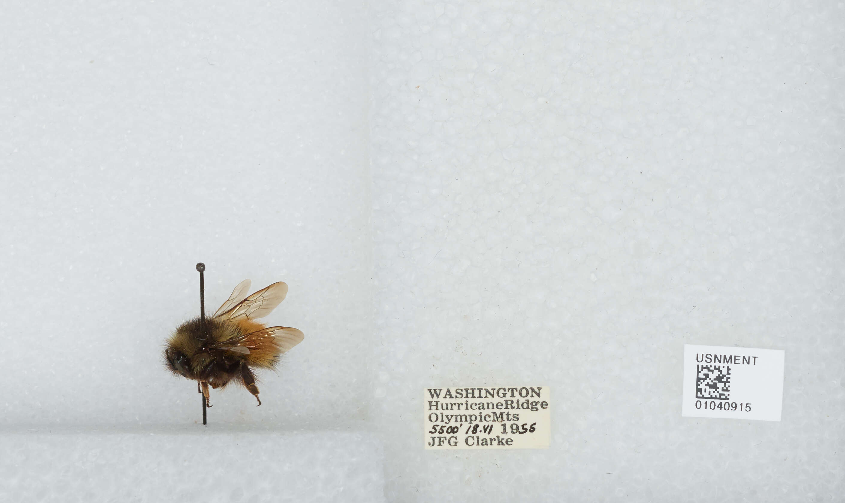 Image de Bombus sylvicola Kirby 1837