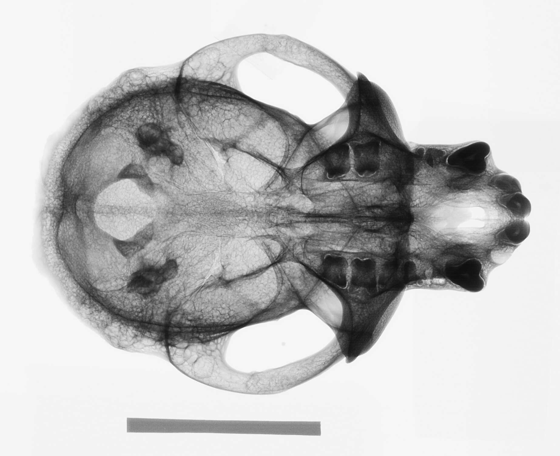 Image of Macaca fascicularis fascicularis (Raffles 1821)