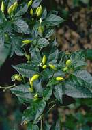 Image of Capsicum frutescens L.