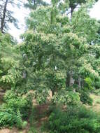 Imagem de Staphylea japonica (Thunb.) Mabb.