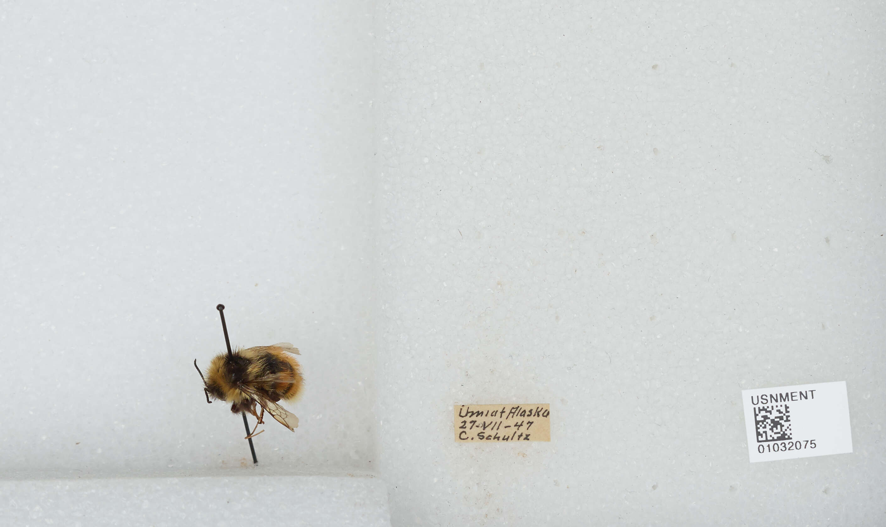 Image de Bombus sylvicola Kirby 1837