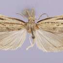 Image of Thaumatopsis fieldella Barnes & McDunnough 1912