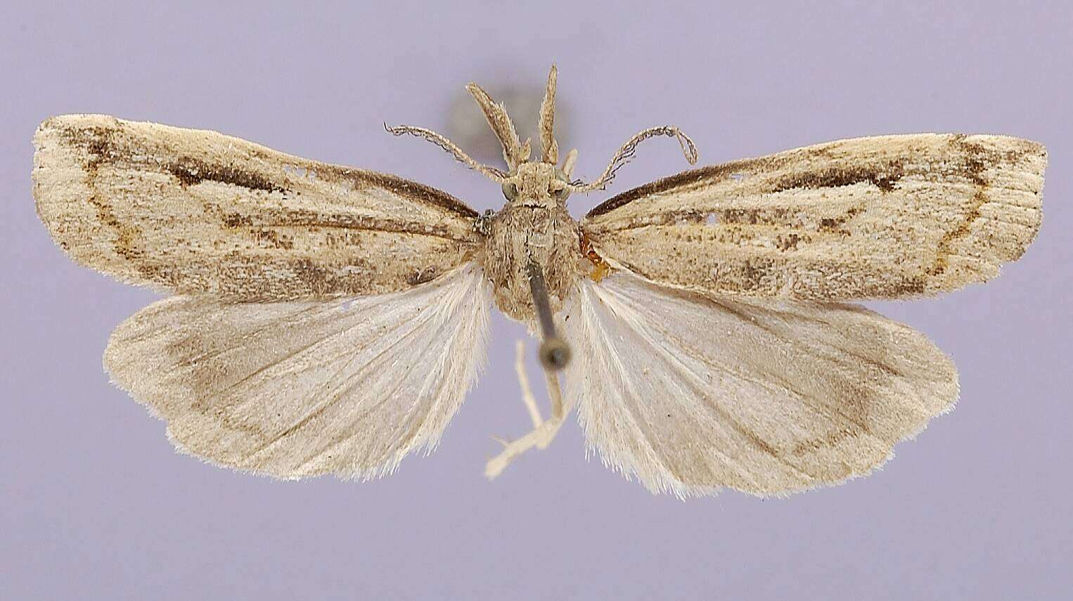 Image of Thaumatopsis fieldella Barnes & McDunnough 1912