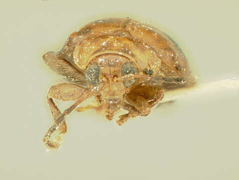 Image of Hyphasis Harold 1877